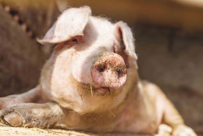 pig lying down